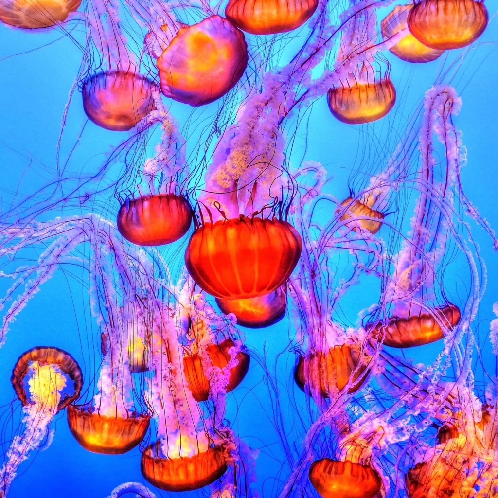 Wallpaper Weekends: Jellyfish iPhone and iPad Wallpapers