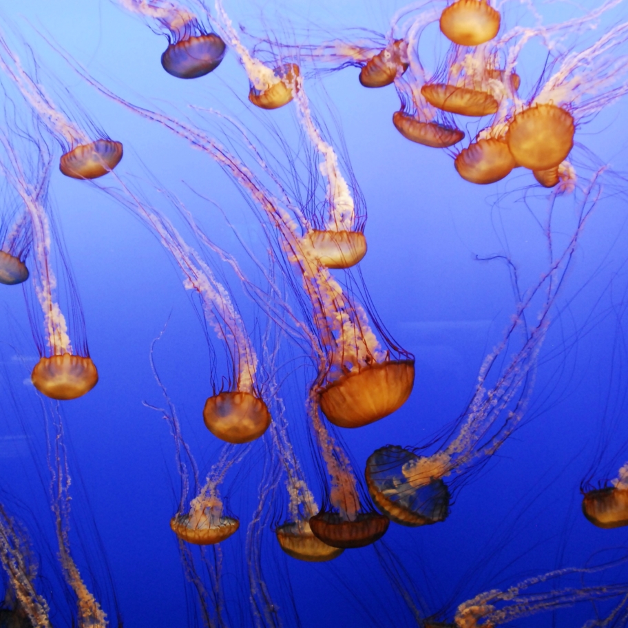 Wallpaper Weekends: Jellyfish iPhone and iPad Wallpapers